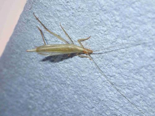 Réf. 221 757 : Oecanthus indicus